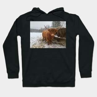 Young Highland  Cattle Cow and half eaten hay bale on a feeder Hoodie